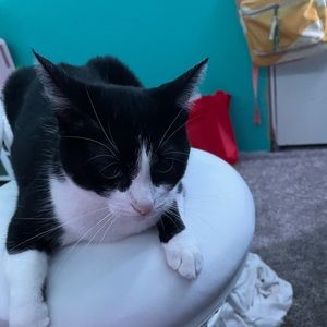 Meet your Posher, Dalilah